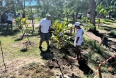 Plantation d'arbres