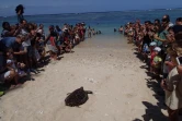 La tortue Moana retrouve l'Océan 