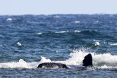 baleineau bloqué dans le lagon 