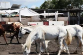 cyclone garance chevaux 