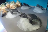 Kélonia : des moulages des tortues vertes nées à La Réunion en vente à la boutique