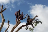 Casabona : des militants perchés dans les arbres, la police tente de les déloger 