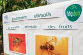 Le Département soutient la lutte contre les rats et les mouches des fruits