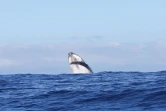 Sauts de baleines photographiés par Globice