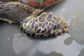 Une tortue décède, la nageoire blessée par un fil de pêche