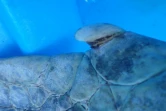 tortue retrouvée morte 29 janvier à saint gilles