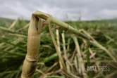 Garance : La Réunion, l'île en phase de sauvegarde