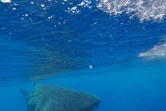  Un requin-baleine observé au large de la Réunion