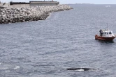 La Grande Chaloupe : le baleineau de nouveau échoué