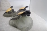 Kélonia : des moulages des tortues vertes nées à La Réunion en vente à la boutique