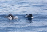Une cinquantaine de grands dauphins communs à la Grande Chaloupe