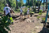 Plantation d'arbres