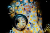 Saint-Paul : la photo sous-marine glorifée à travers un concours photo associatif 