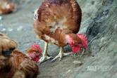 ferme de poulet bio péi 