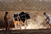 Des hommes préparent un taureau pour un combat de taureaux dans l'émirat de Foujaira, aux Emirats arabes unis, le 5 février 2022