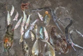 Saisie 51 kg pour 96 poissons et un crabe la saline pêche illégale