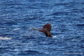 baleines et dauphin observé à saint-gilles juin 2022