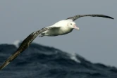 Des albatros "espions" pour traquer les braconniers