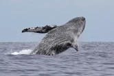 Les baleines font toujours le show à Saint-Gilles 