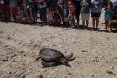 La tortue Moana retrouve l'Océan 