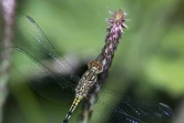 photographe amateur Xavier Agnus