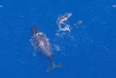 baleines 2017