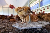 ferme de poulet bio péi 