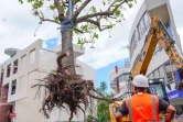 Le Port: transplantation d'arbres à Saint-Denis