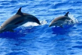 Saint-Gilles : une centaine de dauphins tachetés observés 