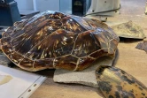 Artisan d'écailles de tortue, un métier péi disparu d'ici dix ans 