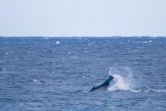 Une baleine et son petit observés au large de Saint-Leu 