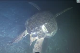 L'une des deux seules tortues qui pondent à La Réunion risque de mourrir 