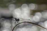 photographe amateur Xavier Agnus