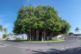 label arbres remarquables au Port
