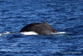baleines et dauphin observé à saint-gilles juin 2022