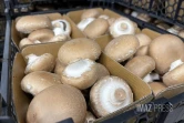 Champignons de Paris nobie