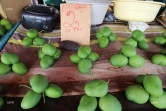 Mangue verte 
