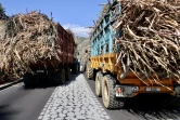 tracteurs planteurs