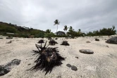 oursins plage de l'ouest 