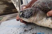 Une tortue décède, la nageoire blessée par un fil de pêche