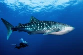 Rencontre plongeur et requin baleine