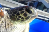 Kélonia : une tortue verte blessée par un requin
