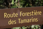 route forestière des tamarins RF9