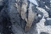 Une dizaine de poissons retrouvés mort à la Pointe au Sel