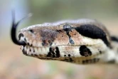 BOA 