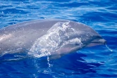 Un grand groupe de dauphins d'Electre et de Fraser observé dans le sud 