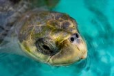 Les journées réunionnaises des tortues marines ont lieu ce week-end à Kélonia
