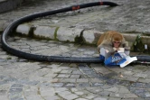 Un singe dévore les restes d'une pizza à Shimla, le 29 août 2020 en Inde