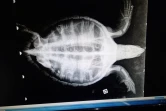 Adrien, la tortue imbriquée blessée, a retrouvé son bassin à Kélonia