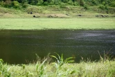 Fortes pluies à Grand Étang (Sainte-Suzanne)